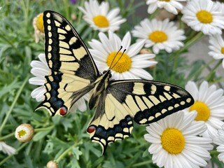 butterfly on a flower