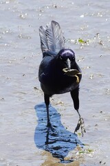 Boat-tailed grackle with a hunted fiddler crab.