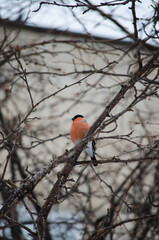 Bullfinch on a branch