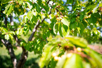 Photo of cherry fruit on a tree in a mountain village taken at sunset. The cherries are ripe and...