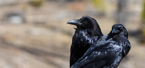 Two Common Ravens resting on a stump against a blurry background.