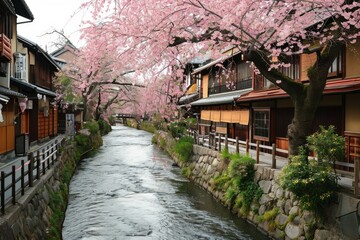 Cherry blossoms in full bloom, Sakura Blossoms in Full Bloom. Park comes alive as vibrant sakura, Ai generated