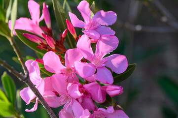 Nerium Nerium oleander flowers in bloom in pink color