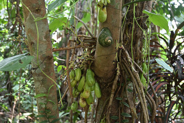 An endemic Giant land snail is clinging on to a surface of a tree sorrel trunk