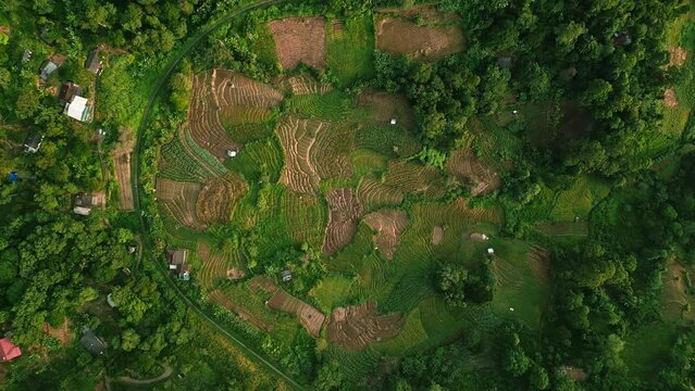 Aerial vibrant Asian tropical forest, terraced farming plots. Hovering green canopy, camera patterns of cultivated land, small vegetable gardens indicative of rural agricultural life.