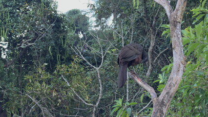 Rear View of a Jacu Grooming Itself on a Dry Tree Branch