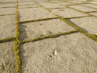 Obraz premium Cobblestone texture. Gray paving stones outside close-up. Design blank