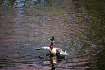 Graceful Duck Swimming in Serene Waters, a Captivating Image for Birdwatching Enthusiasts and Nature Lovers. The Tranquility of Nature Captured Perfectly, Offering Relaxation and Inspiration.