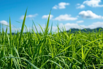 Beautiful green grass field with blue sky background