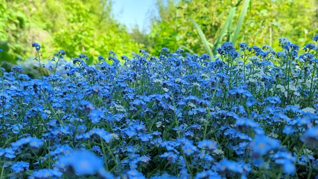 Smooth video of a clearing of beautiful blue wildflowers.

