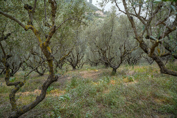 Olives grove in zakynthos