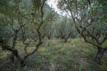 Olives grove in zakynthos