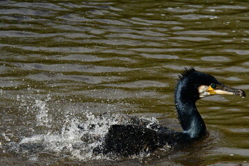 Cormorant in river Nore, Kilkenny, Ireland