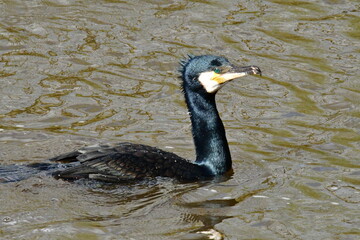 Cormorant in river Nore, Kilkenny, Ireland