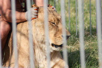 A circus trainer lovingly interacts with a majestic lion in a heartwarming moment under the big top tent, creating a bond that transcends species and captivates the audience with its beauty and grace.