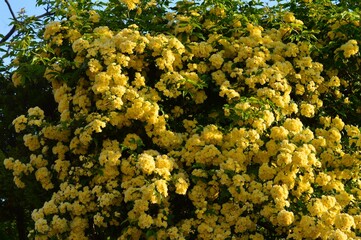 モッコウバラ（木香茨、木香薔薇) 黄色