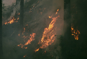 View of fire in the forest