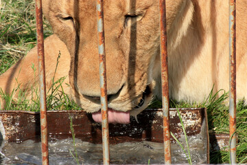 Captured Lioness at the Zoo Drinks Water from a Rusty Trough While Gazing Longingly at the World Beyond Her Bars, Expressing a Mix of Wildness and Captivity in a Single Glance.