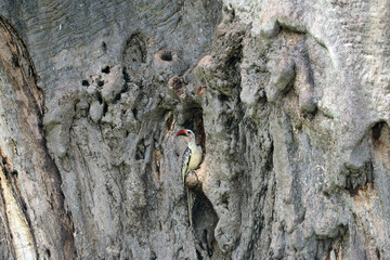 Tockus leucomelas bird on a ancient tree trunk