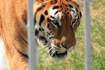 Majestic Tiger Gazing Through Iron Bars, Captivating Zoo Visitors with Strength, Grace, and Beauty as Suns Glow Illuminates Stripes, Creating Scene of Elegance and Power