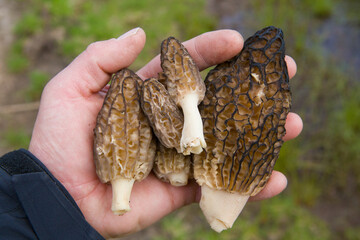 Spring morel mushrooms lie on the palm of a person.