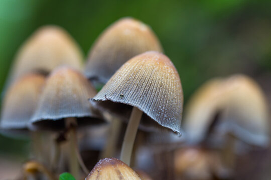Hallucinogenic mushrooms. Selective focus. psilocybin mushrooms.