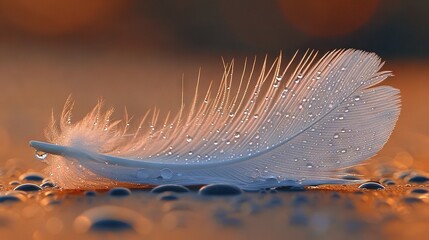   A close-up of a white feather with drops of water on its feathers The feathers are on the ground and the water droplets are also on the ground