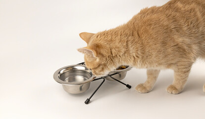 A cat drinking water from a bowl on a white background. A red cat.