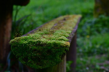Moss on the bench, Castlecomer Discovery Park, Castlecomer, Co. Kilkenny, Ireland