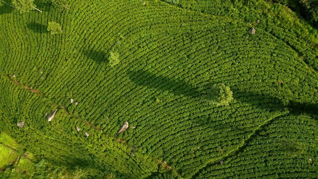 Morning bathes Ceylon tea plantations from aerial perspective. Green terraced fields form intricate patterns on Sri Lanka mountain slopes, hinting at rich tea cultivation, export heritage. Drone shot