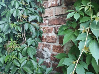 Obraz premium Photo of brick wall texture. Texture of old brick