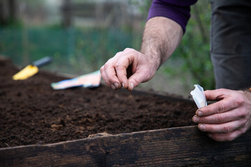 planting seeds in a raised bed home gardening