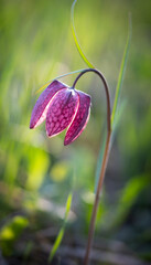 endangered wild Chess Flower (Fritillaria meleagris) or snake's head fritillary