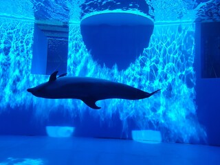 a dolphin's backstroke

