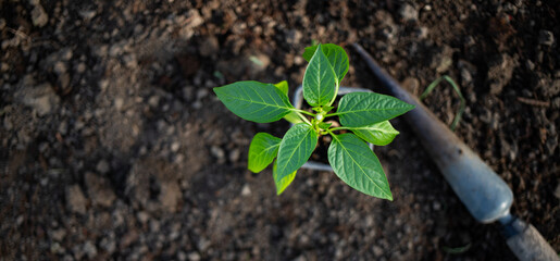 green organic pepper seedlings ready for planting