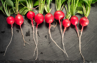 organic red radishes freshly collected from garden