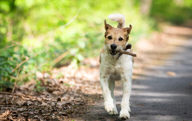 cute terrier playing outdoors