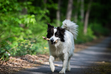 cute white shepherd dog playing in nature