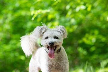 cute little pumi dog enjoying the outdoors