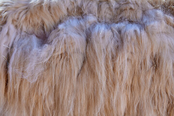 close-up shot of the long beige knotted coat of a llama. Horizontal