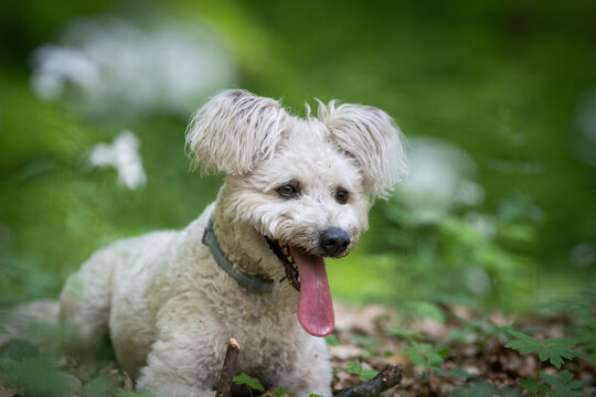 cute little pumi dog enjoying the outdoors