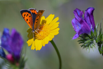 Butterfly in their natural environment.
