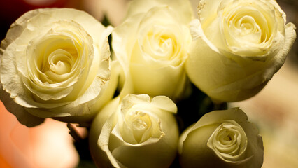 photography of white roses with depth of field