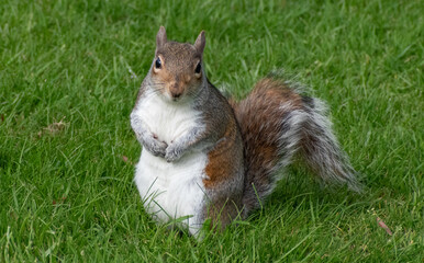 squirrel in the park