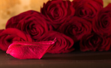 red rose photography, present, romantic