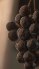 grapes in close-up, grape texture