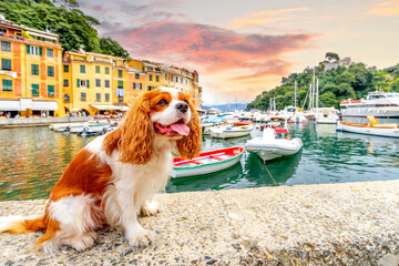 Hund in Portofino, Italien 