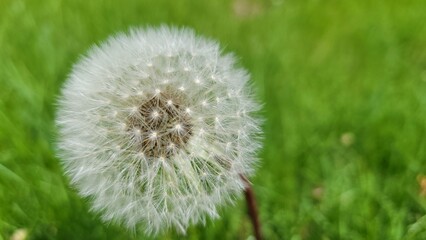 Dead dandelion on green grass