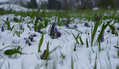 Unexpected Snow in April, in Bavaria. Meadow of Bugle (Ajuga Reptans) flowers and grass under the snow.