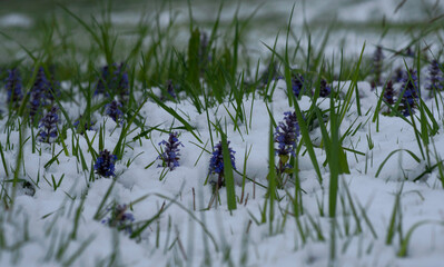 Unexpected Snow in April, in Bavaria. Meadow of Bugle (Ajuga Reptans) flowers and grass under the snow.